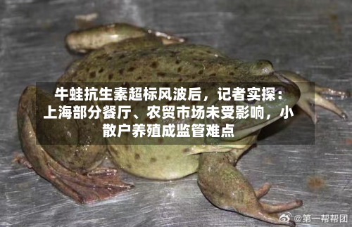 牛蛙抗生素超标风波后，记者实探：上海部分餐厅、农贸市场未受影响，小散户养殖成监管难点
