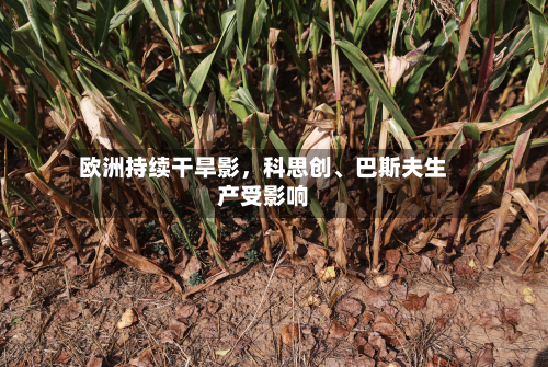 欧洲持续干旱影	，科思创	、巴斯夫生产受影响-第1张图片